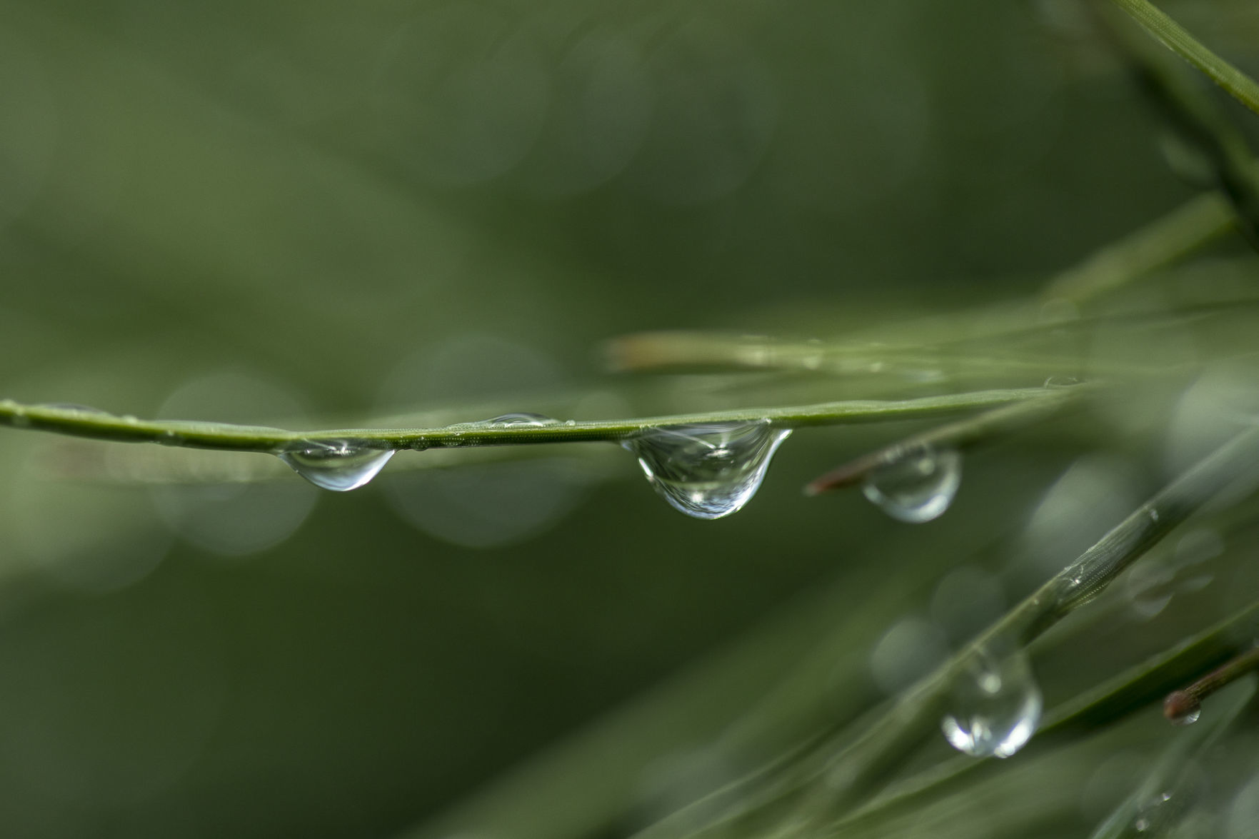 trees025.JPG